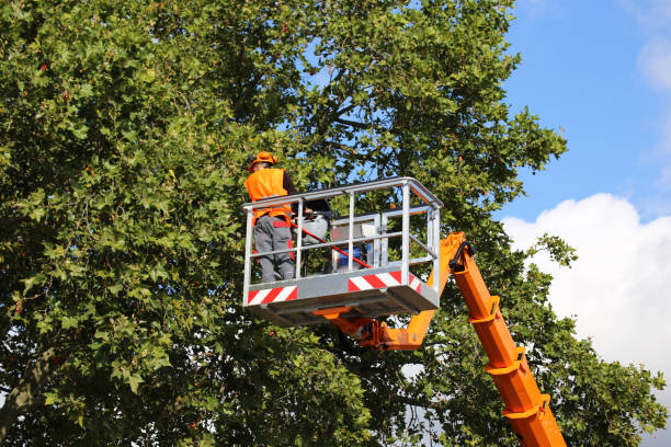 Best Tree Stump Removal  in Gibson, AR